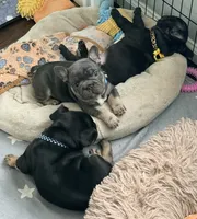 Benetton, a male French Bulldog for sale in Wesley Chapel, FL – 5 of 10