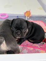 Baby Razz, a male French Bulldog for sale in Wesley Chapel, FL – 8 of 9