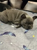 Mali, a female French Bulldog for sale in Wesley Chapel, FL – 7 of 7