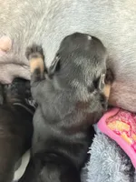 Baby Razz, a male French Bulldog for sale in Wesley Chapel, FL – 5 of 9
