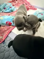 Mali, a female French Bulldog for sale in Wesley Chapel, FL – 5 of 7