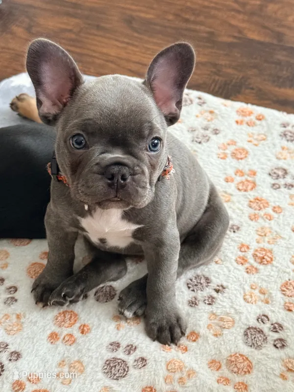 Mali – French Bulldog puppy for sale in Wesley Chapel, FL