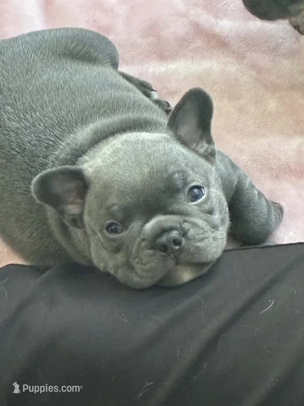 Mali – French Bulldog puppy for sale in Wesley Chapel, FL