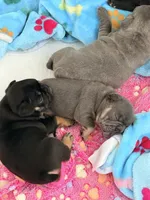 Benetton, a male French Bulldog for sale in Wesley Chapel, FL – 9 of 10