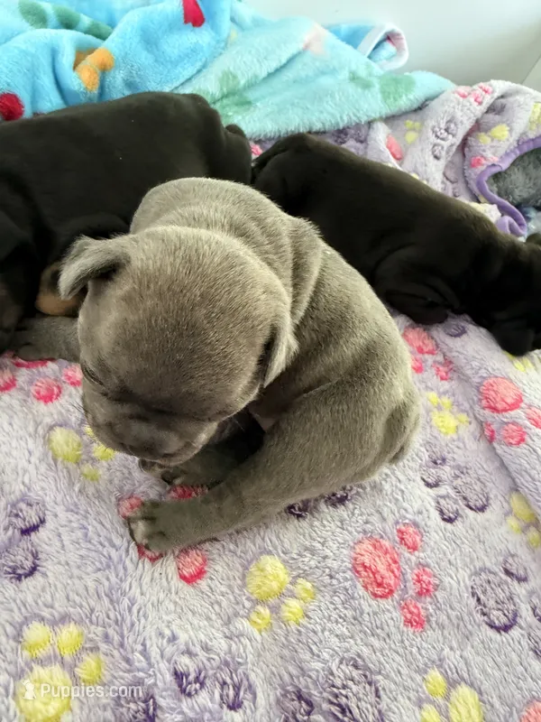 Mali – French Bulldog puppy for sale in Wesley Chapel, FL