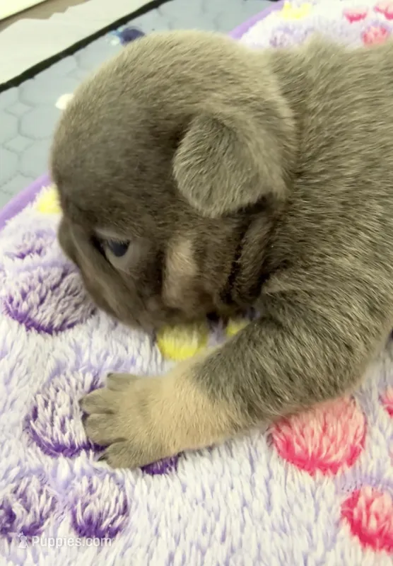 Benetton – French Bulldog puppy for sale in Wesley Chapel, FL