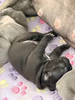 Aurora, a female French Bulldog for sale in Wesley Chapel, FL – 9 of 10