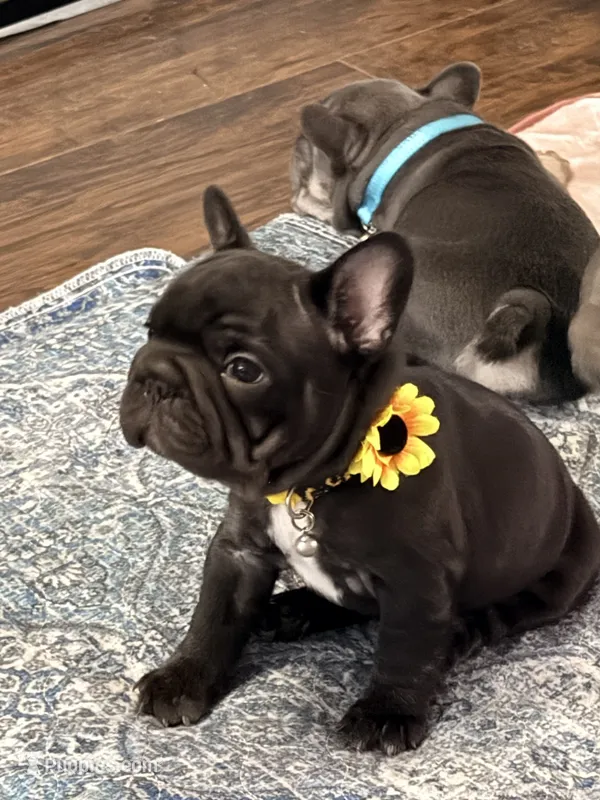 Aurora – French Bulldog puppy for sale in Wesley Chapel, FL
