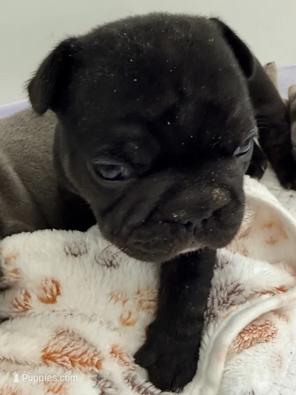 Aurora – French Bulldog puppy for sale in Wesley Chapel, FL