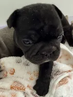 Aurora, a female French Bulldog for sale in Wesley Chapel, FL – 7 of 10