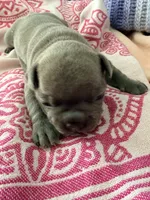 Mali, a female French Bulldog for sale in Wesley Chapel, FL – 2 of 7