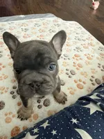 Benetton, a male French Bulldog for sale in Wesley Chapel, FL – 2 of 10