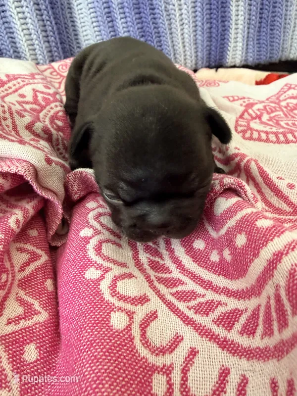 Aurora – French Bulldog puppy for sale in Wesley Chapel, FL