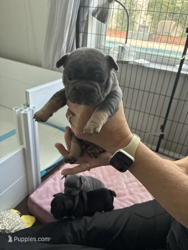 Benetton – French Bulldog puppy for sale in Wesley Chapel, FL