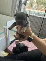 Benetton, a male French Bulldog for sale in Wesley Chapel, FL – 4 of 10
