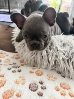 Mali, a female French Bulldog for sale in Wesley Chapel, FL – 6 of 7