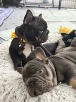 Benetton, a male French Bulldog for sale in Wesley Chapel, FL – 3 of 10