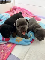 Mali, a female French Bulldog for sale in Wesley Chapel, FL – 4 of 7