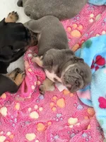 Benetton, a male French Bulldog for sale in Wesley Chapel, FL – 8 of 10