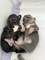 Aurora, a female French Bulldog for sale in Wesley Chapel, FL – 4 of 10