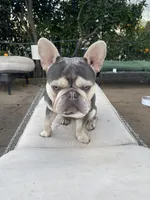 AKC Frenchie (BLUE), a male French Bulldog for sale in Escondido, CA – Photo 4 of 5