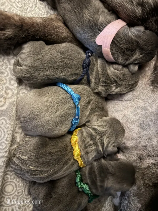 AKC Frenchie (BLUE)