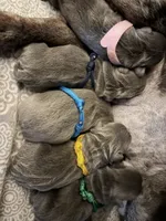 AKC Frenchie (BLUE), a male French Bulldog for sale in Escondido, CA – Photo 1 of 5