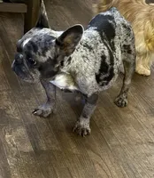 AKC Frenchie (BLUE), a male French Bulldog for sale in Escondido, CA – Photo 5 of 5