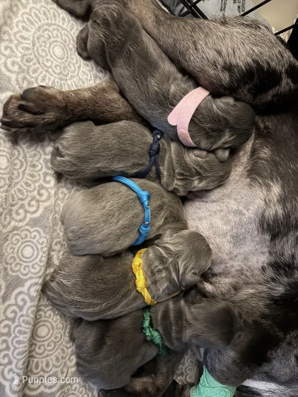 AKC Frenchie (YELLOW)