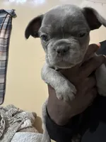 AKC - KOBE, a male French Bulldog for sale in Escondido, CA – Photo 2 of 4