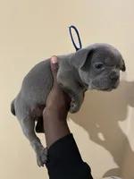 AKC - KOBE, a male French Bulldog for sale in Escondido, CA – Photo 1 of 4