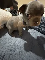 AKC - KOBE, a male French Bulldog for sale in Escondido, CA – Photo 3 of 4