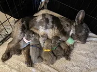 AKC Frenchies, a male French Bulldog for sale in Escondido, CA – Photo 9 of 10