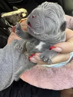 AKC Frenchies, a male French Bulldog for sale in Escondido, CA – Photo 5 of 10