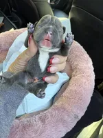 AKC Frenchies, a male French Bulldog for sale in Escondido, CA – Photo 7 of 10