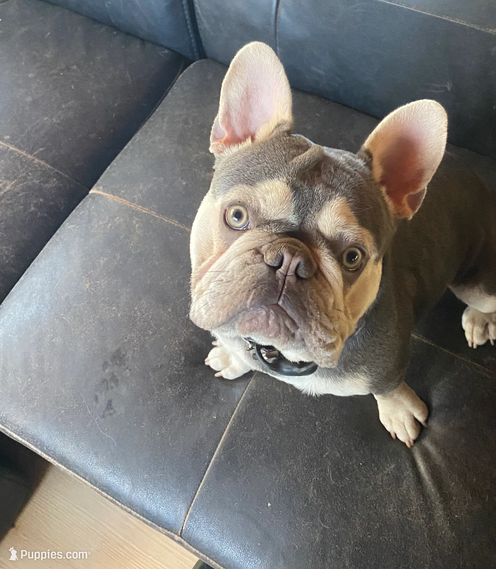 AKC Frenchies, a male French Bulldog for sale in Escondido, CA – Photo 3 of 10