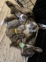 AKC Frenchies, a male French Bulldog for sale in Escondido, CA – Photo 8 of 10