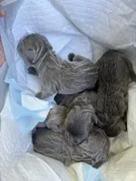 AKC Frenchies, a male French Bulldog for sale in Escondido, CA – Photo 10 of 10