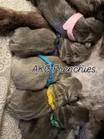 AKC Frenchies, a male French Bulldog for sale in Escondido, CA – Photo 1 of 10