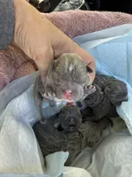 AKC Frenchies, a male French Bulldog for sale in Escondido, CA – Photo 4 of 10