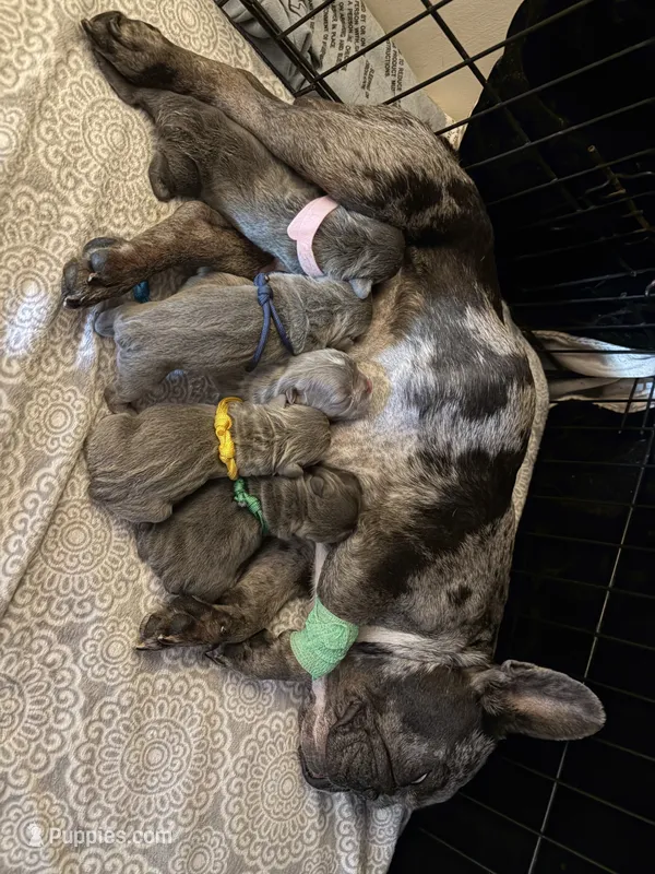 AKC Frenchie (GREEN)