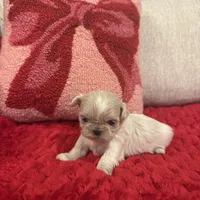 Elsa, a female Shih Tzu for sale in Forest, OH – Photo 5 of 5