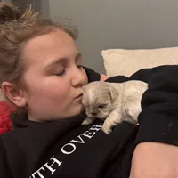 Elsa, a female Shih Tzu for sale in Forest, OH – Photo 4 of 5