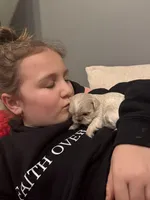 Elsa, a female Shih Tzu for sale in Forest, OH – Photo 4 of 5