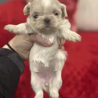 Elsa, a female Shih Tzu for sale in Forest, OH – Photo 2 of 5