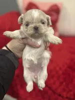 Elsa, a female Shih Tzu for sale in Forest, OH – Photo 2 of 5