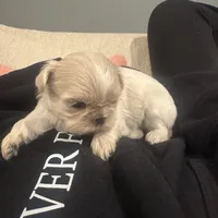 Elsa, a female Shih Tzu for sale in Forest, OH – Photo 1 of 5