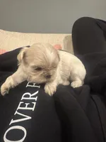 Elsa, a female Shih Tzu for sale in Forest, OH – Photo 1 of 5