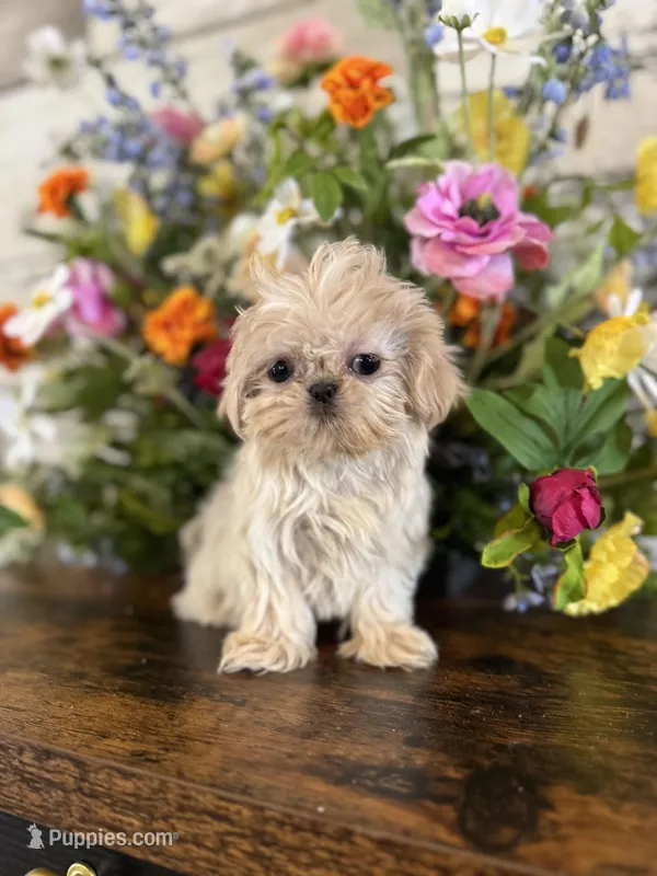 Elsa – Shih Tzu puppy for sale in Forest, OH