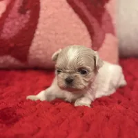 Elsa, a female Shih Tzu for sale in Forest, OH – Photo 3 of 5